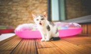 解决Debian12报错缺少依赖libssl1.1